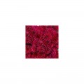 Голиаф красный (red) семена агератума (GL Seeds)