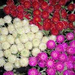 Гомфрена смесь (mix) семян (Moravoseed)