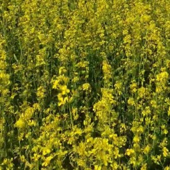 Горчица желтая (медонос/кормов./сидерат) семена (Украина)