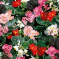 Инферно F1 Mix on Green Foliage семена бегонии вечноцветущей (Sakata)