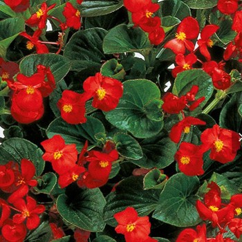 Инферно F1 Red on Green Foliage семена бегонии вечноцветущей (Sakata)