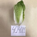 JS 4040 F1 (калибр.) семена капусты пекинской (Joeun Seeds)