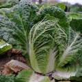 JS 4040 F1 (калибр.) семена капусты пекинской (Joeun Seeds)