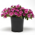 Каблум F1 розовая (pink) семена калибрахоа (Pan American)