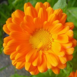 Календула оранжевая (orange) семян (Moravoseed)