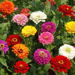 Калифорнийские гиганты Микс (mix) семян циннии (Floragran)