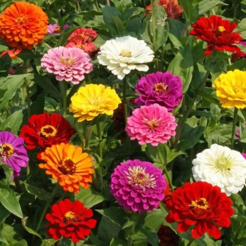 Калифорнийские гиганты Микс (mix) семян циннии (Floragran)