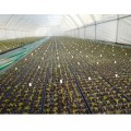 Касета для розсади 160 осередків (32х50х12) без піддону, 60х40см (Agreen)