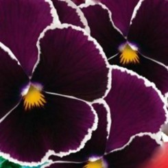Кассис F1 семена виолы (GL Seeds)