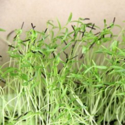 Кервель семена микрозеленые (Agrocity)