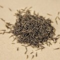 Кервель семена микрозеленые (Agrocity)
