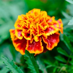Ханикомб семян бархатцев (Floragran)