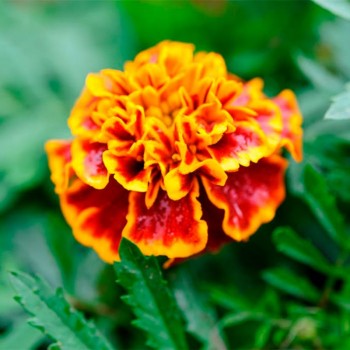 Ханикомб семян бархатцев (Floragran)
