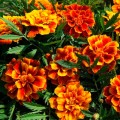 Ханикомб семян бархатцев (Floragran)