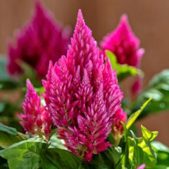 Кимоно salmon pink семена целозии перистой годовалый. 15-20 см (Sakata)