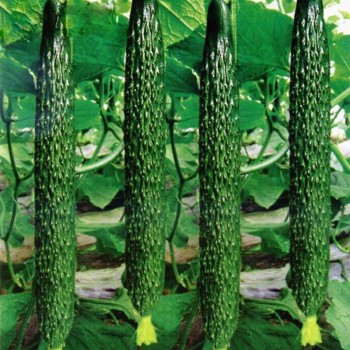 Китайский змей семена огурца пчелоопыляемого раннего (Hortus)
