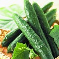 Китайский змей семена огурца пчелоопыляемого раннего (Hortus)