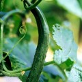 Китайский змей семена огурца пчелоопыляемого раннего (Hortus)
