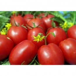Кобзарь Тарасенко семена помидора детерминантного (GL Seeds)