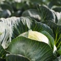 Коронейшн F1 семена капусты белокочанной (Takii Seeds)