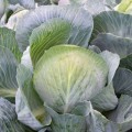 Коронейшн F1 семена капусты белокочанной (Takii Seeds)