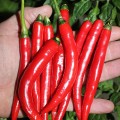 Козий Рог семян горького перца (Hortus)