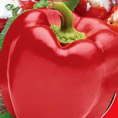 Червоний сир перцю солодкого (GL Seeds)