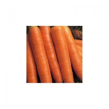 Красный великан семена моркови (Satimex)