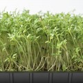 Кресс-салат семена микрозеленые (Agrocity)