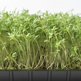 Кресс-салат семена микрозеленые (Agrocity)