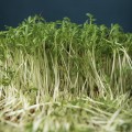 Кресс-салат семена микрозеленые (Agrocity)