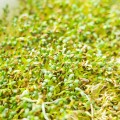 Кресс-салат семена микрозеленые (Agrocity)