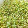 Кресс-салат семена микрозеленые (Agrocity)