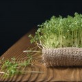 Кресс-салат семена микрозеленые (Agrocity)