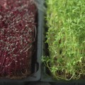 Кресс-салат семена микрозеленые (Agrocity)