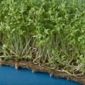 Кресс-салат семена микрозеленые (Agrocity)