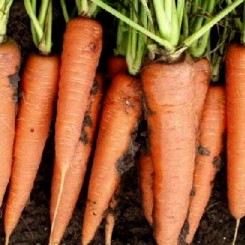 Кріста F1 насіння моркви Нантес ультраранньої 85-90 дн. (Soto Seeds)