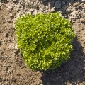 Кристабель Organic семена салата тип Лолло Бионда дражированное (Enza Zaden/Vitalis)