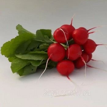 КС 1297 F1 семена редиса (Kitano Seeds)