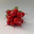 КС 1297 F1 семена редиса (Kitano Seeds)