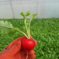 КС 1297 F1 семена редиса (Kitano Seeds)