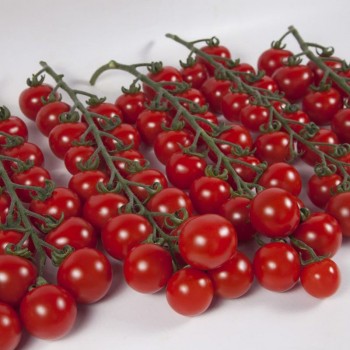 Итиро F1 (КС 4559 F1) семена помидора черри индетерминантные (Kitano Seeds)