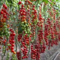 Итиро F1 (КС 4559 F1) семена помидора черри индетерминантные (Kitano Seeds)