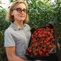 Итиро F1 (КС 4559 F1) семена помидора черри индетерминантные (Kitano Seeds)