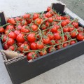 Итиро F1 (КС 4559 F1) семена помидора черри индетерминантные (Kitano Seeds)