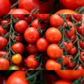 Итиро F1 (КС 4559 F1) семена помидора черри индетерминантные (Kitano Seeds)
