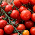Итиро F1 (КС 4559 F1) семена помидора черри индетерминантные (Kitano Seeds)