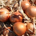 Лайза F1 семян лука репчатого (Soto Seeds)