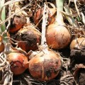 Лайза F1 семян лука репчатого (Soto Seeds)