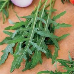 Летиція Organic насіння рукоколи (Enza Zaden/Vitalis)